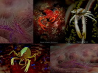 Scuba Dive in Anilao - Underwater Macro Photography, Anilao Muck dive